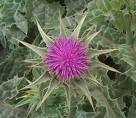 Milk Thistle - Milk thistle to aid liver function