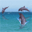 dolphins - playing dolphins