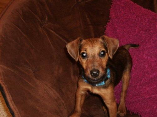 Patterdale Terrier - My baby, a black and tan Patterdale Terrier