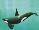 ~ - Photograph of an 'Orca', commonly known as the 'Killer Whale'..