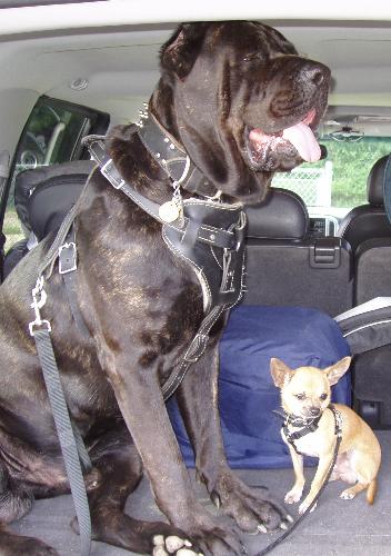 Cane Corso and Chihuahua - My 5 year old Brasco, a Cane Corso (120 lbs.), and his best bud, Jens, a 1 year old Chihuahua (3 lbs.).