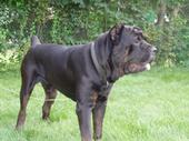 Cane Corso - This is my guy Yago. He's 3 years old and is a wopping 176 lbs. (way too big!). He also comes from Miah in Pennsylvania. His father is Miah's Tonka (who we inherited in his last few days) and his father is Miah's Keada. He is also a descendent of Luca Brazzi.