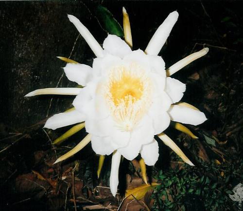 Queen of the Night - Queen of the Night only flowers for one night