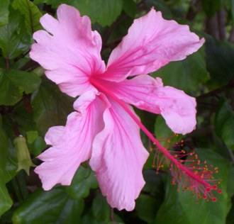 Pink flower - Single pink flower, photo taken in Hawaii, don't know what kind of flower this is but it's so beautiful it's one of my favorite pictures.