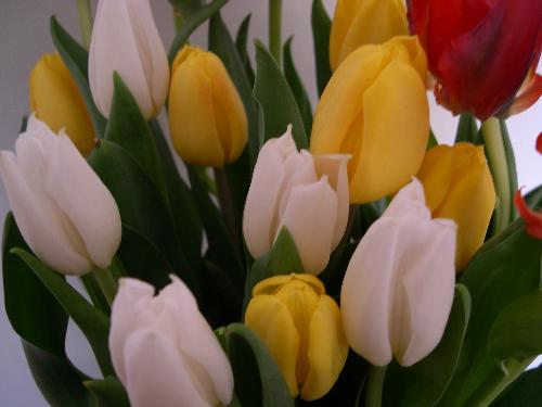 Tulips - These are my Easter tulips