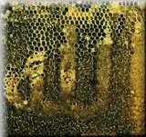 Bees  - Bees making Muslims proud
