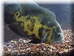 Allah on Fish - The name of Allah on the fish