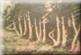 Forest in Australia - The Kalima shahdat in the forest