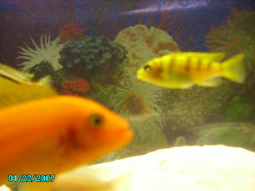 fish - friends aquarium showing a couple of his fish.