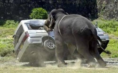 Elephant - An elephant destroys a minibus after throwing its rider!!!!