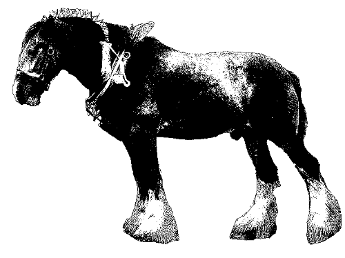 Clydesdale  - Clipart