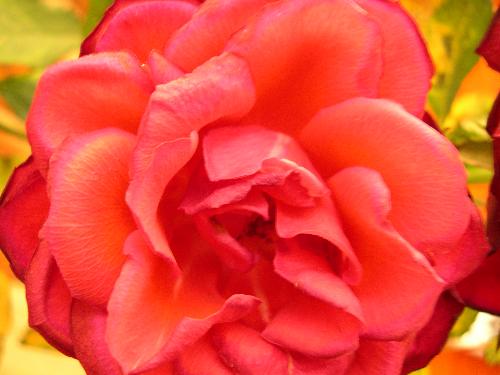 fair trade rose after more than two weeks in my li - My fair trade rose. fair trade rose after more than two weeks in my li - My fair trade rose.