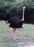 Ostrich - Come on, who wants to get chased by this thing! lol