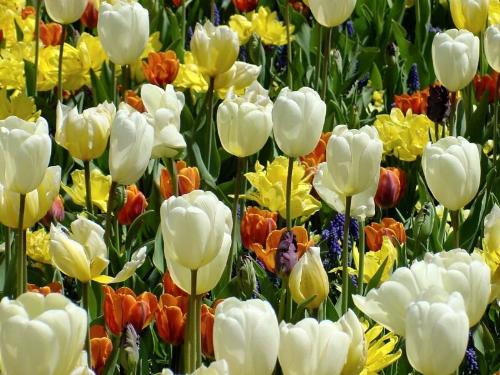 wallpaper1 - natural flower wall paper one