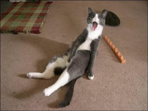 bless - haha aint this cat funny lol i love cats that do silly things lol god knows how its not hurting