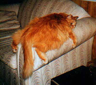 omg - just luk at this picture lol this ginger orange lazy sleepy cat how dare it lol luks like its fallen and splattered on the chair arm lol