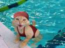 aint this funny - aww n i thought cats coudnt swim lol n thought they didnt like water but but look at this cute lil kitty trying to do a marathon lol