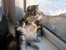 hehe - this cat is just sooo funny