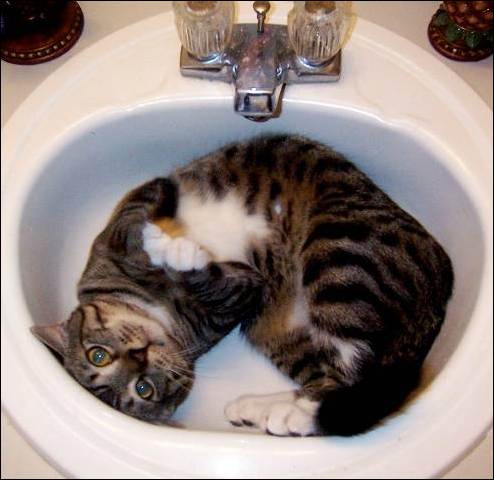 o dear - dosent this cat luk good lol