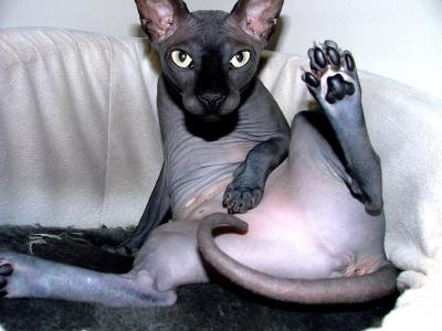 o boy - pmsl this funny lukin gey cat lol who does he think he is lol shoud out elastic bands on his bottom loegs the moony lol