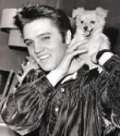 elvis - elvis and pets
