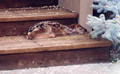 Deer - This is so sweet!!!