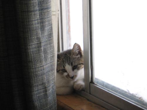 Miss Mess Spying - This is our little kitty, Miss Mess. Can you guess why she has such a name. She may look sweet, but trust me, she gets into everything. This photo was taken January 2007.