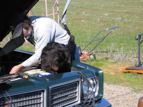 Hubby's Apprentice - This is our dearly departed Blackie. He was my hubby's mechanics apprentice. I miss him dearly. This picture was taken in August of 2007.