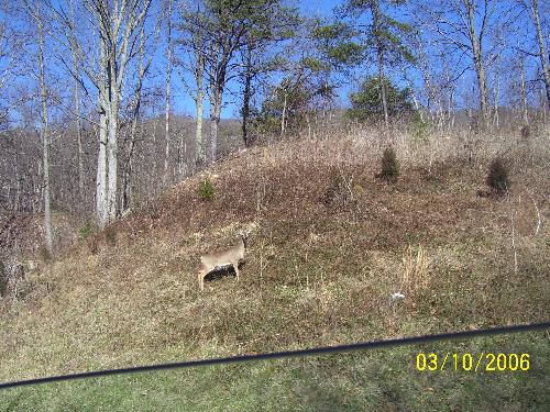 deer - Picture taken of deer on the side of the road in Virginia.