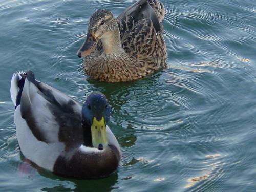 Ducks - Ducks playing in the water at Lake Pleasent