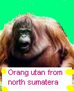 Orang utan from north sumatera - orang utan from north sumatera