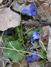 Sweet violet. - This is a photo of a few wild violets aka sweet violets. They are used in many culinary dishes and even has medical herbal uses. It has about 400-500 different varities of he plant..