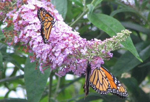 Butterfly - A beautiful butterfly collecting nectar from flowers.