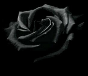 rose - Black rose
