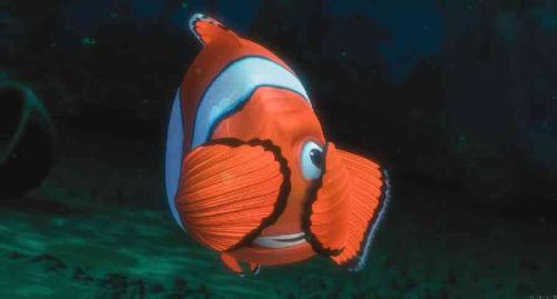 finding nemo - finding nemo photos