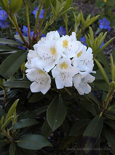 This is one of the most beautiful flowers of the w - Azalea..It is pronounced as Acelya in Turkish and I love this name very much.This is well-known names as a girl name.Azalea is a wonderful flower..