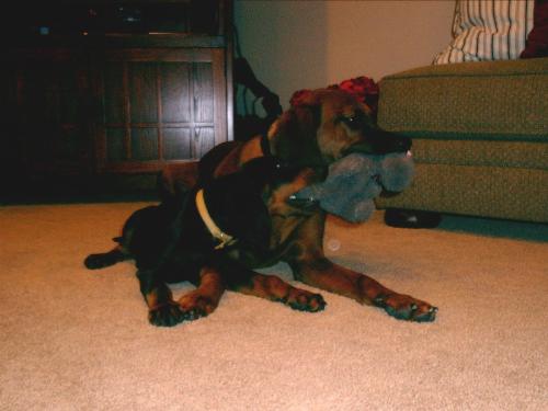 Coonhounds @ Play - This my Redbone &#039;Killian&#039; & Black & Tan &#039;Guinness&#039; at play