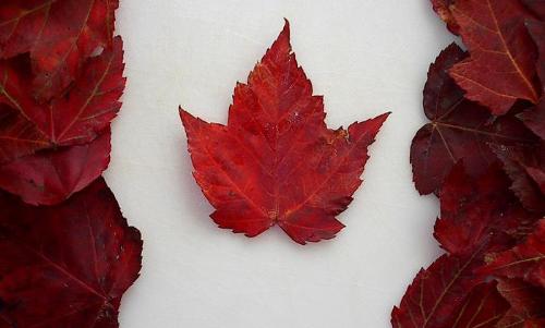 Canadian flag - An interesting artistic rendition of the Canadian flag.