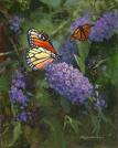 Butterfly bush - Beautifull butterfly bush attracts amny butterflys