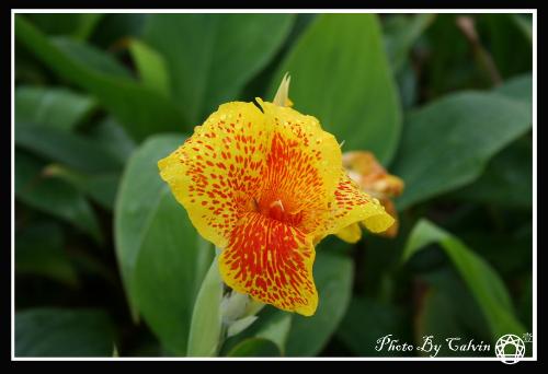 flower - shot after rain