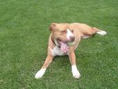 Mingaling - This is my beautiful daughter, Ming. She is my favorite thing in the world. I try to take her everywhere I go. ALthough she is a red nose pitt bull, she is a lover! She is also very well behaived.