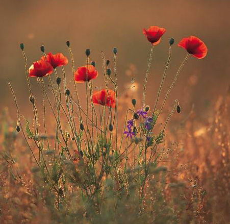 flowers in bloom - flowers in bloom in a desert valley. every spring when the rains come bursting new life.
