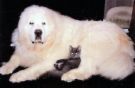Great Pyrenees - A good dog for kids when you want protection.