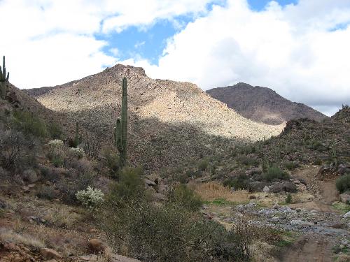 cacti - On the trail above Phoenix....
