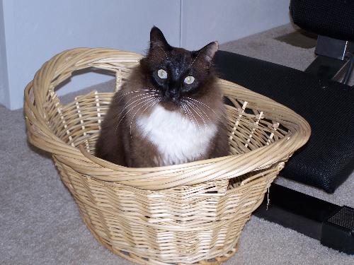 Rowdy Kitty - Loves to play in boxes & baskets