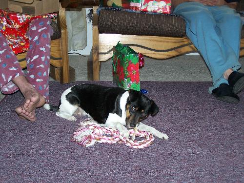 Cherokee - She is 1 of 2 dogs! Jack Russell, Rat Terrier & Chihauhau! She has lots of energy.