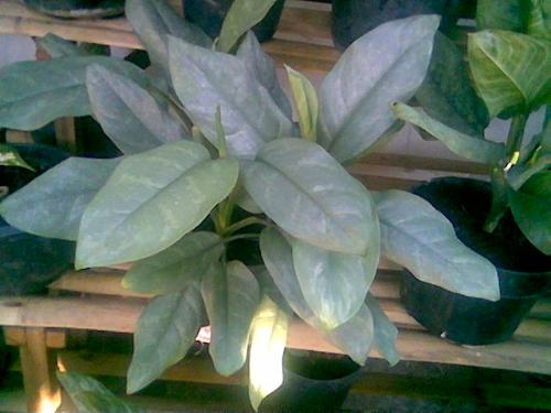 aglonema silver - This plant is aglonema silver. I have three pots of this plant. This plant are the one of genre of aglonema family. That leaf is very beatiful, when this plant don't get straight sunshine.