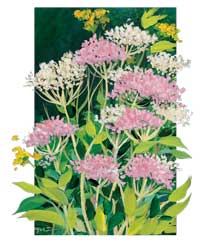 Valerian Root - Flower of the Valerian Plant