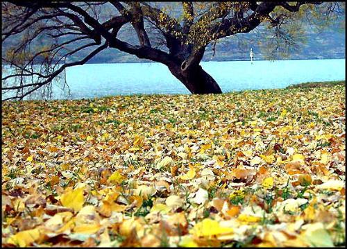 tree - tree, autumn, fallen leaves.