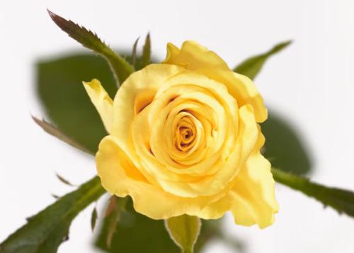 A Rose with a thousand words - I never had the chance to receive flowers from a suitor before. Even my husband, he didn't give me one. But one dear chatmate gave me this yellow rose as sign of our online friendship.